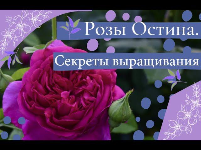 Розы Остина.  Секреты выращивания.