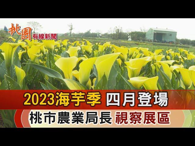 桃園有線新聞20230321-2023海芋季四月登場 農業局長視察展區