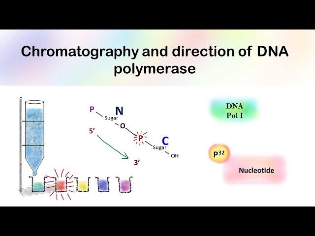 Chromatography and direction of DNA polymerase