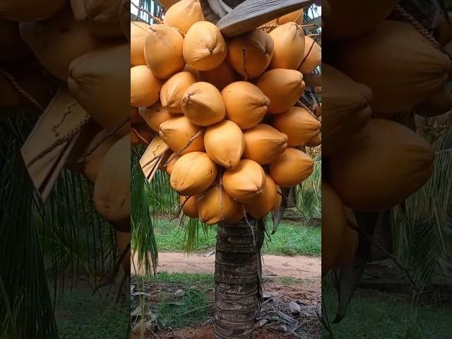 2years hybrid coconut tree hybrid#shortsvideo#shorts#coconut#trending#reels#amazing#video#happy