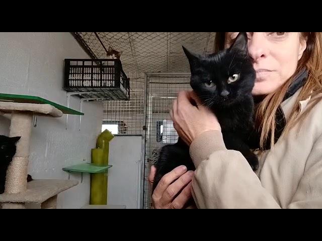 Dakar, der süße schwarze Kater, sucht ein Zuhause.