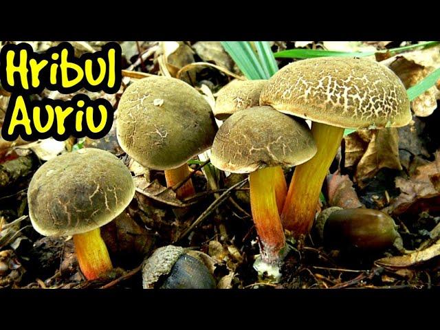 Xerocomus Chrysenteron - ciupercuța zilei - chitoarca galbenă, hrib auriu, hrib de mușchi