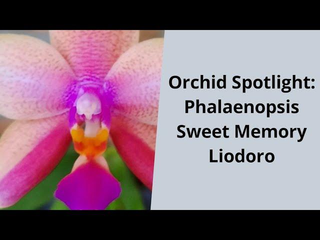 Orchid Spotlight: Phalaenopsis Sweet Memory