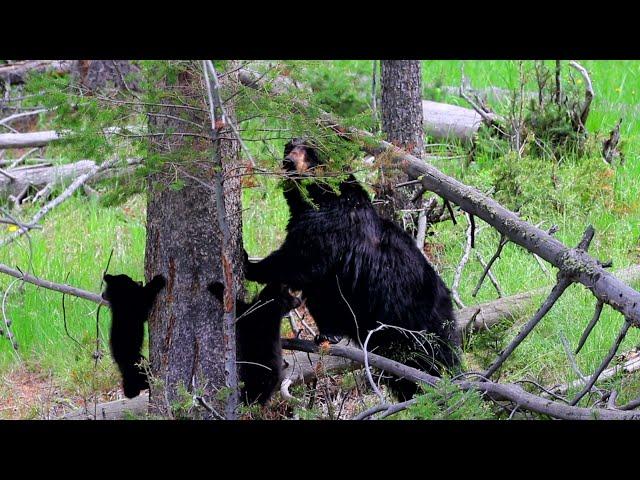 Black Bear Mom: Keeping the Cubs Safe