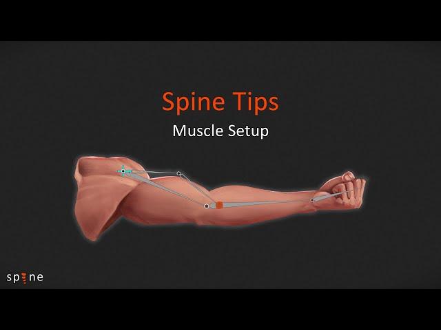 Muscle setup - Spine Tips #7