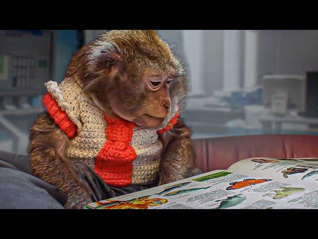 THIS MONKEY IS SMARTER THAN A HUMAN. INCREDIBLY SMART MONKEY!