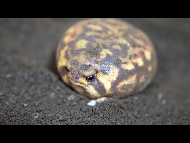 God's masterpiece Rain frog.