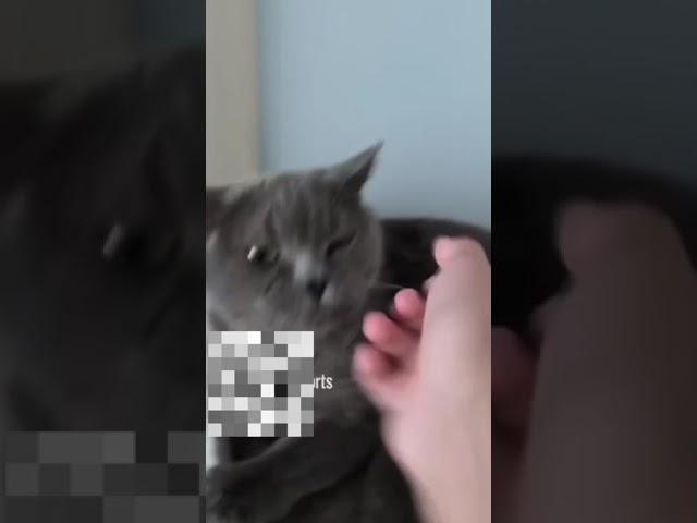 Жоржик