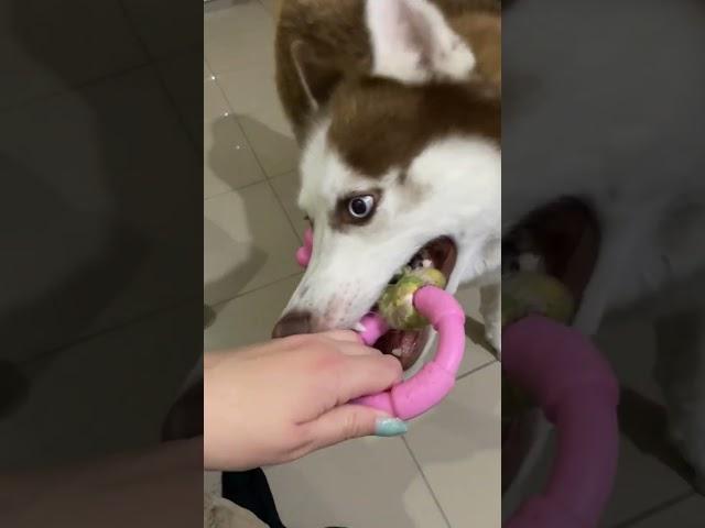 Playing with husky