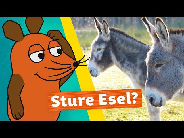 Sind Esel wirklich stur? | Die Maus | WDR