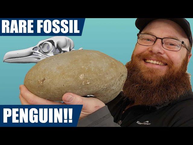 I found a rare fossil penguin after 3 years of searching! Fossil hunting adventure.