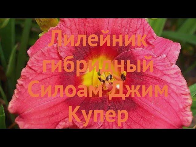 Лилейник гибридный Силоам Джим Купер  обзор: как сажать, луковицы лилейника Силоам Джим Купер
