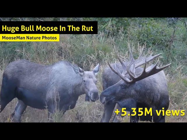 Huge Bull Moose In The Rut: What's Going To Happen Next?