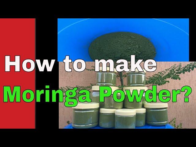 How to make Moringa Powder? Harvesting ,Drying into a MORINGA POWDER ~Bee13Bux