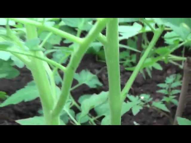 Seedlings of tomato in the greenhouse, after drug treatment "Athlete"