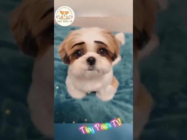 Cutest Puppies Ever Part 8 - Tiny Paws TV #animals #cutepets #funnyanimals #bestanimalvideos