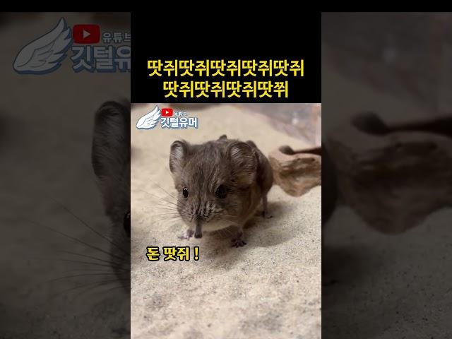 땃쥐의 코가 길면..? 코땃쥐.. 엌컼ㅋㅋㅋ쿸ㅋㅋㅋ