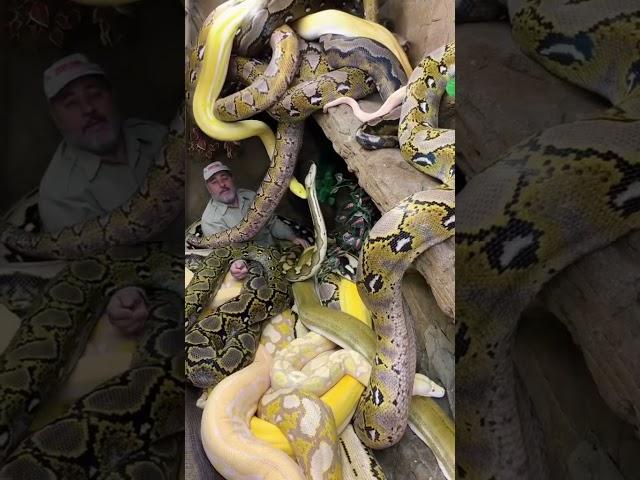 Surrounded By Giant Pythons  #shorts #animals #reptile #giant #snake #python