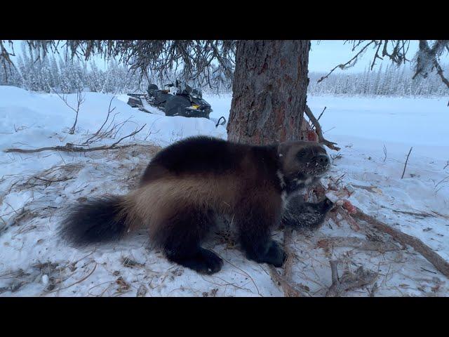 Wolverine Trapping Alaska 2024