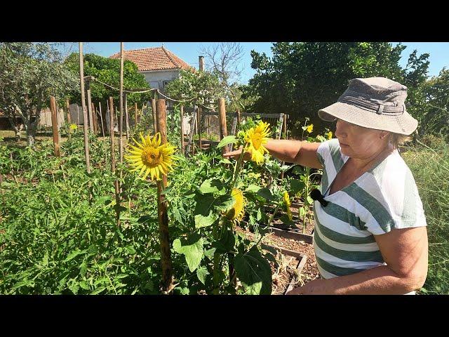 Unbelievable GROWTH In Just 4 Weeks! July (No Dig) Veg Garden Tour