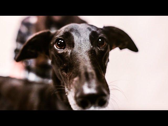 The Clan - "Second Chances" - "All in the name of folk" - Greyhound Rescue - stop racing