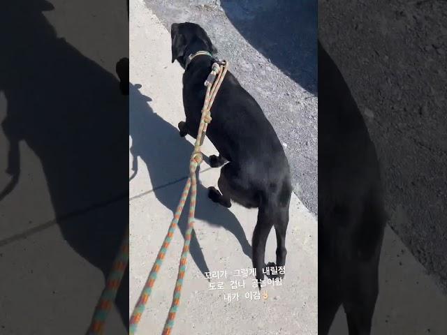 공놀이 좋아하는 랩 두릅과 그걸 이겨보겠다고 공놀이한 집사 #다견가정 #puppy #이민 #dog #dogbreed #강아지 #캐나다 #유학생