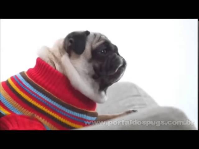 Labb - Comercial de TV - Propaganda com Pug