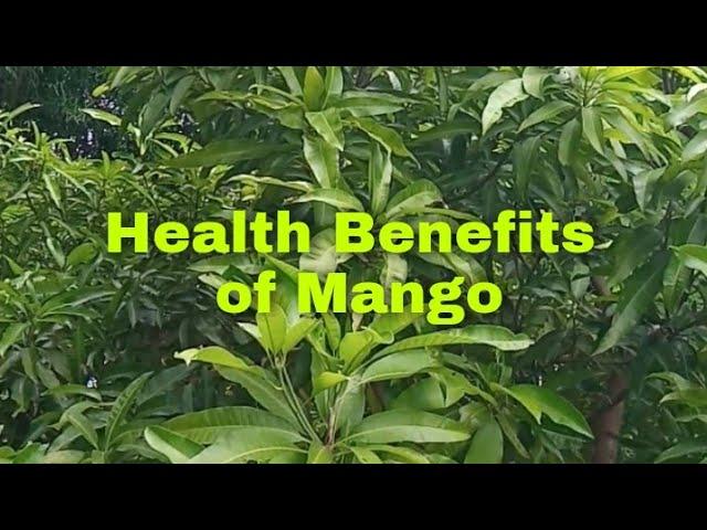 Health Benefits of Mango (Scientific name: Mangifera Indica)