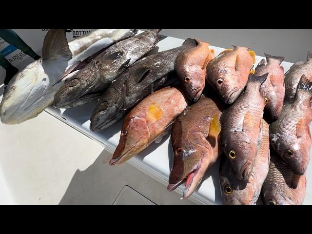 ~1 Hour Of Spearfishing | Find The Bait Find The Fish | Spear Clean Cook