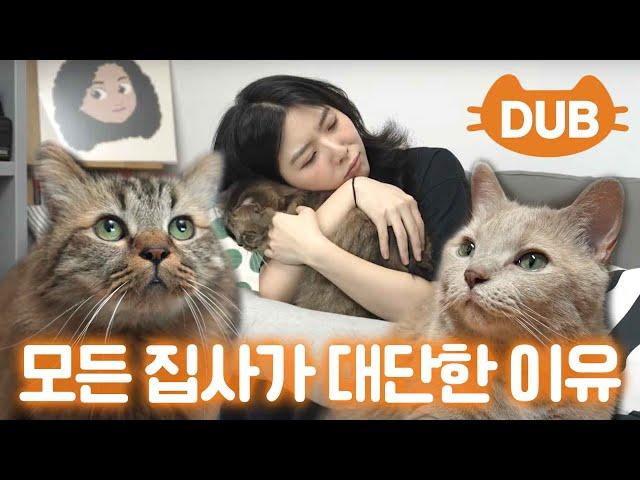 I can do "This" for my cat every dayㅣVeterinarian Chul's home visit ep. Stella Jang