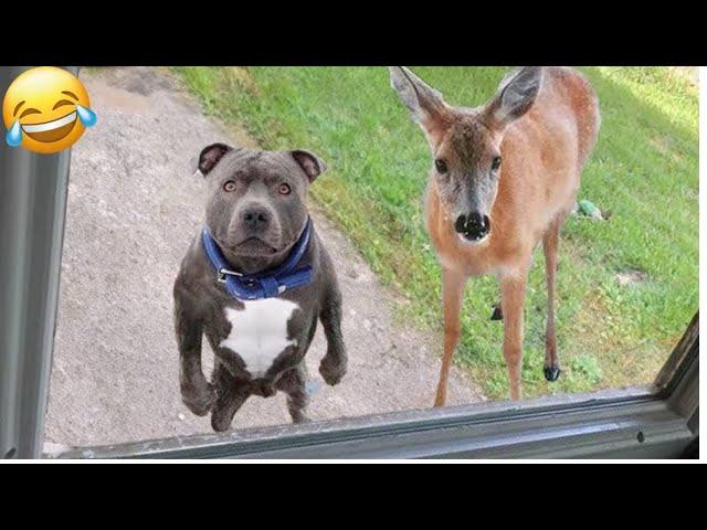  New Funny Cats And Dogs Videos 2024  Best Funniest Animal Videos  PART 27