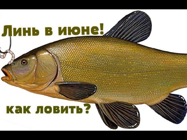 Как и на что ловить линя в июне?