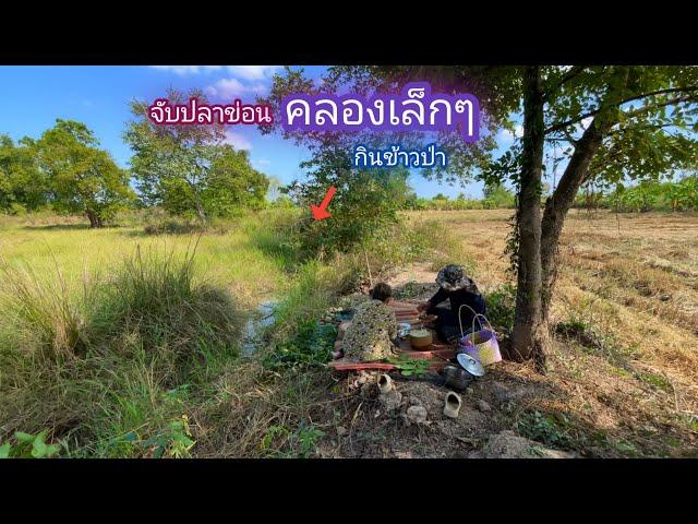 จับปลาข่อนกินข้าวป่า คลองเล็กๆน้ำนิดเดียว ปลาช่อนเยอะมาก / บ้านนอก EP.823