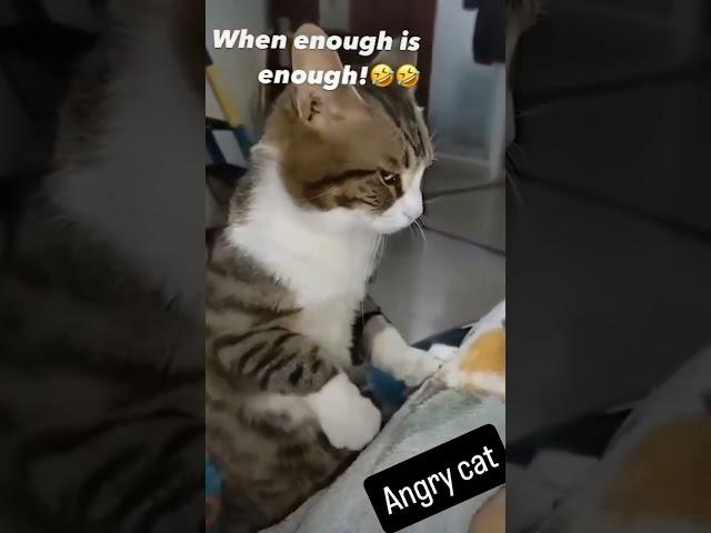 #cats #pets #memes