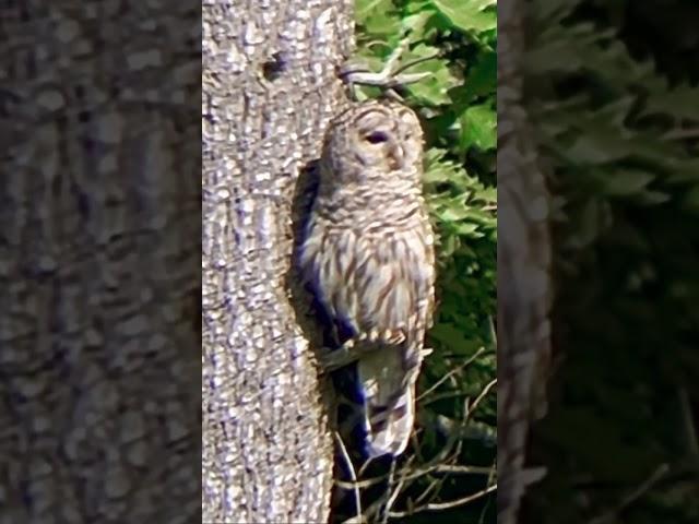 Owl in the sun #animals