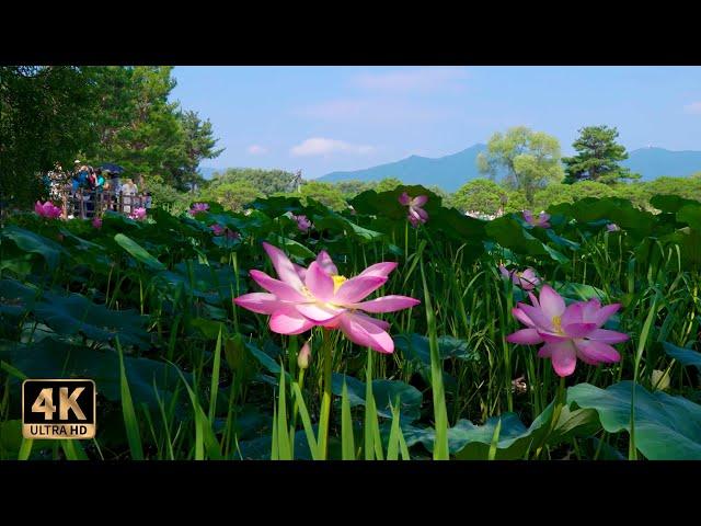 아름다운 연꽃의 정원! 세미원 Walking (4k)