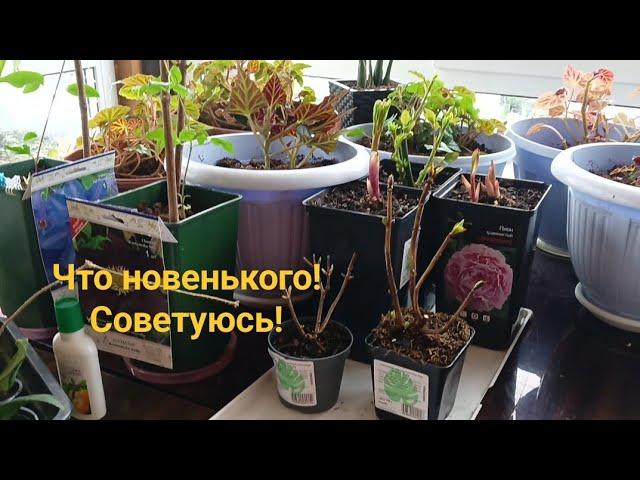 Опять накупила!Прошу совета знающих людей!!!!!!