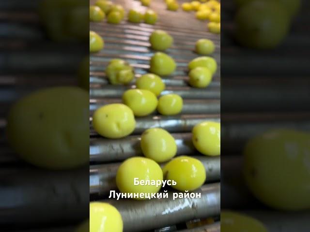 Производство овощей. Начинали 20 лет назад с пару соток земли