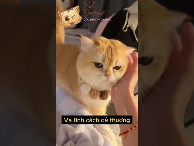 Xếp hạng trình độ học vấn của mèo - Pet Corner