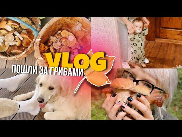 VLOG ПОШЛИ ЗА ГРИБАМИ СЫНОК ХОДИТ/ПОСЫЛКИ И РАССЫЛКИ, АВТОКРЕСЛО ДЛЯ МАЛЫША