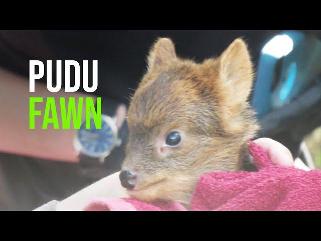 Deer Me, That's One Adorable Baby Pudu!