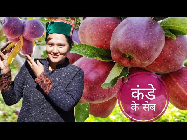 ||Kande Apple Season || Autumn Apple Season || Kinnaur HP||