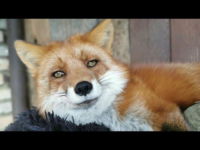 What is important to know about keeping a fox as a pet