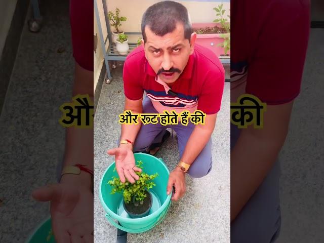 Best way watering in bonsai plants #viral #bonsai #trending #wateringbondai #shorts #reels #watering