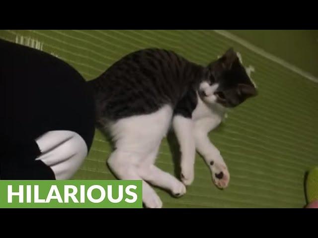 Kitten hilariously shocked by surprise cat attack