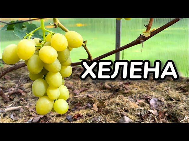 Виноград. Сорт ХЕЛЕНА. Полное описание и рекомендации по выращиванию / Сорта винограда
