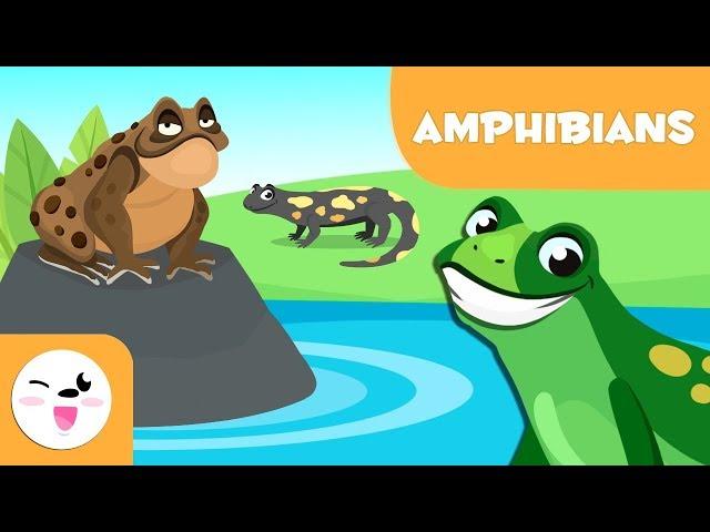 Amphibians for kids - Vertebrate animals - Natural Science For Kids