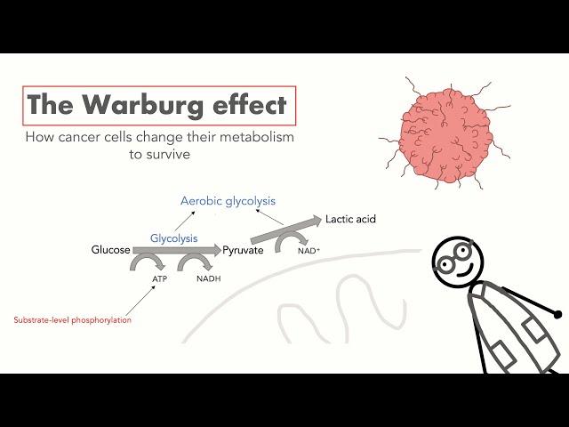 The Warburg Effect - How cancer cells use aerobic glycolysis to survive