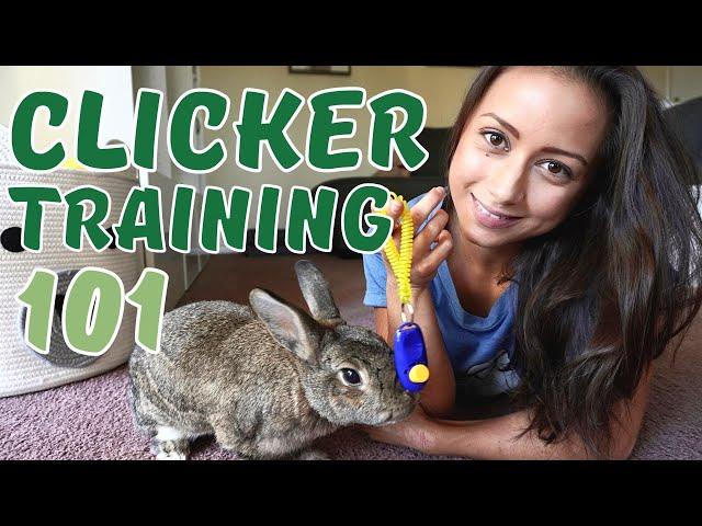 Clicker Training for Rabbits - Learn from a Professional Trainer | ALL Your Rabbit Problems SOLVED!