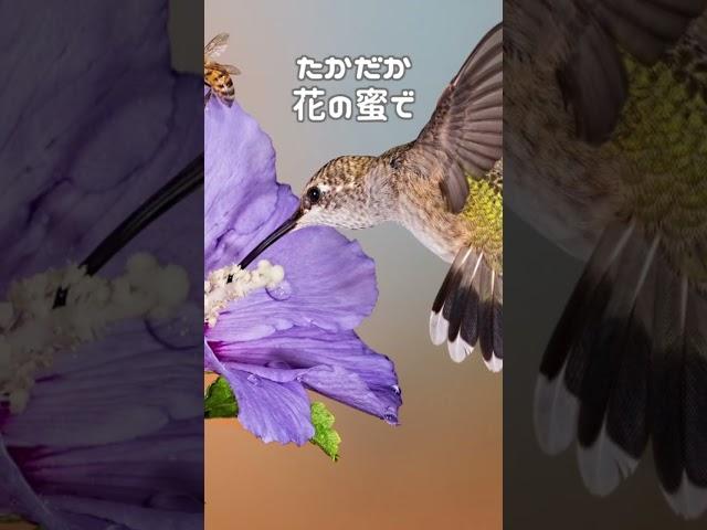 【雑学】糖分に全てを捧げた、鳥　#shorts